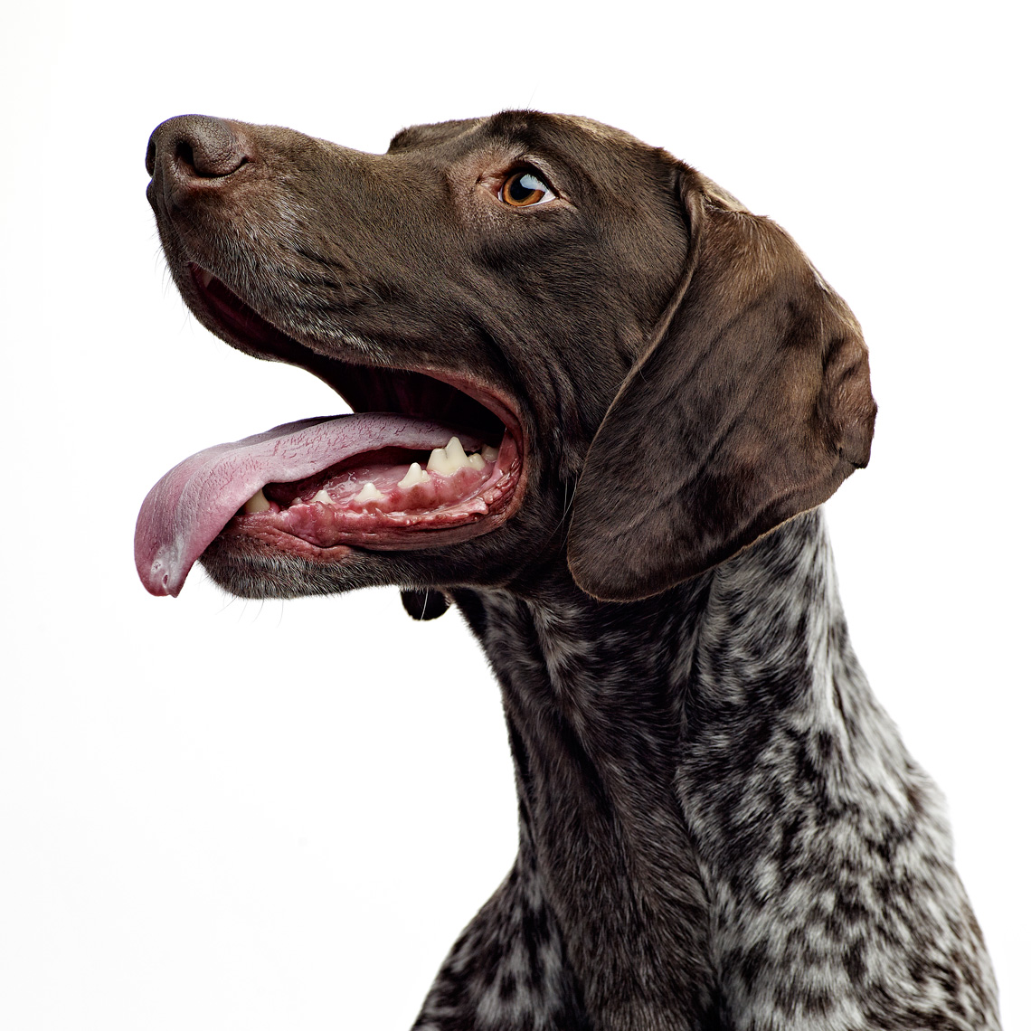 Dog portrait photography by Vancouver portrait photographer Waldy Martens