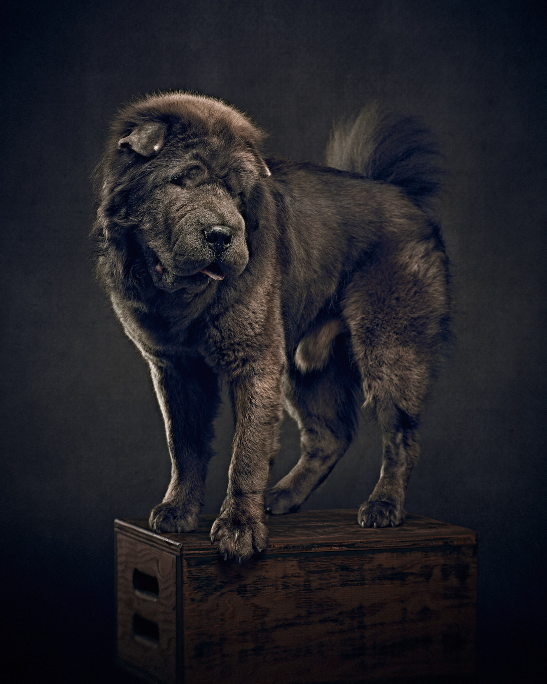 DogPortraitsAug202023-Vlad-092-1350px