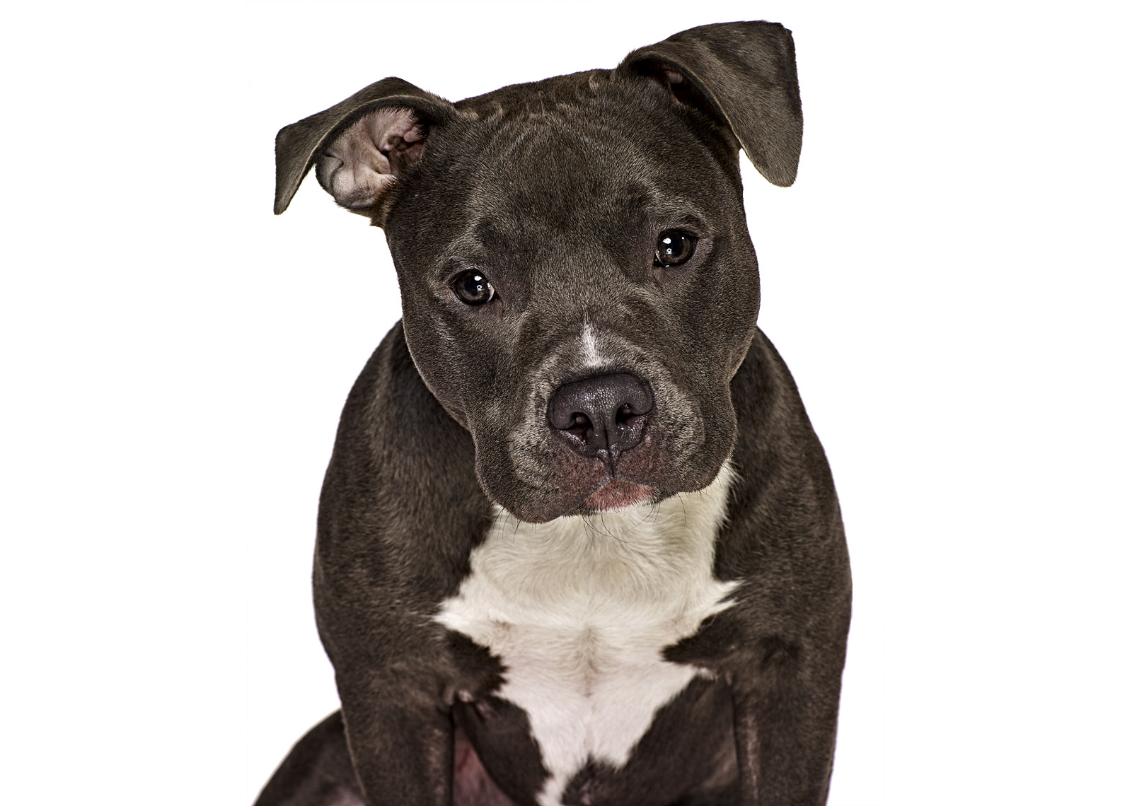 Dog portrait photography by Vancouver portrait photographer Waldy Martens
