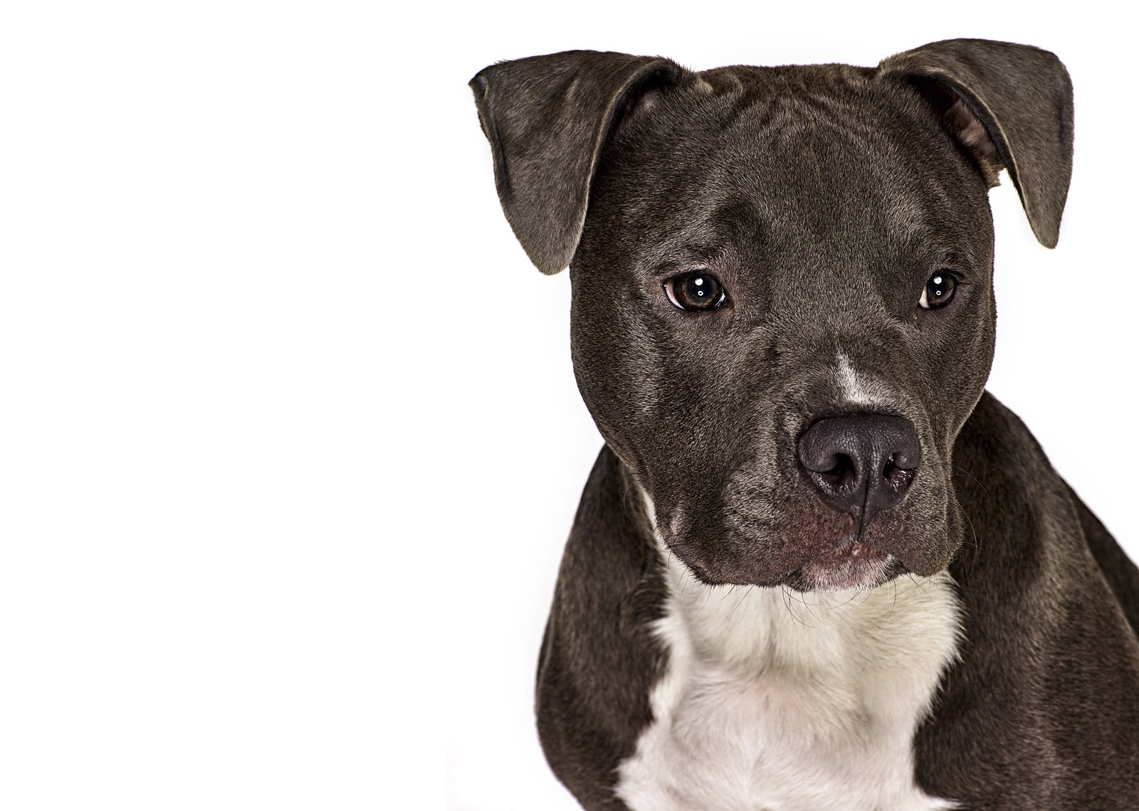 Dog portrait photography by Vancouver portrait photographer Waldy Martens