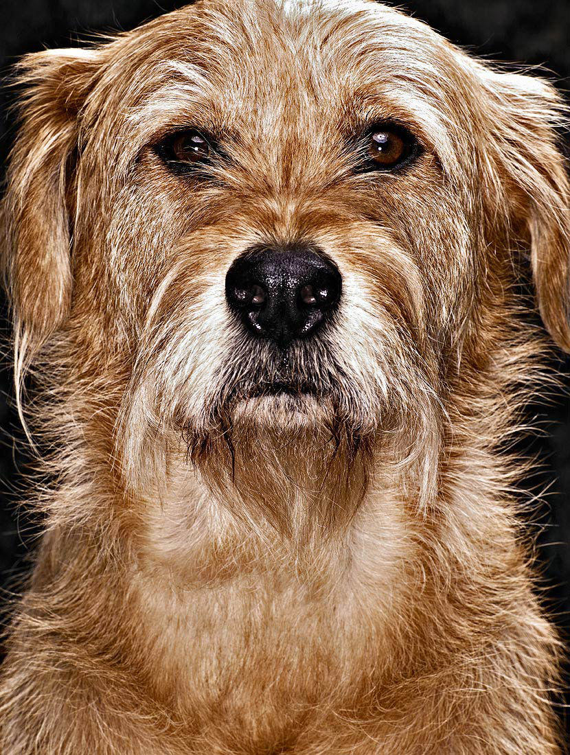 Dog portrait photography by Vancouver portrait photographer Waldy Martens