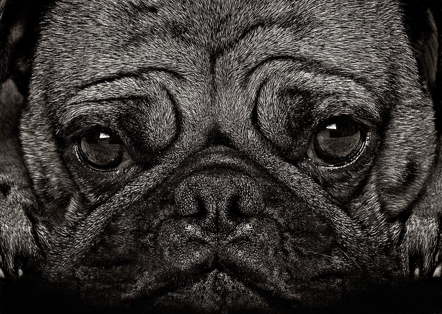 Dog portrait photography by Vancouver portrait photographer Waldy Martens