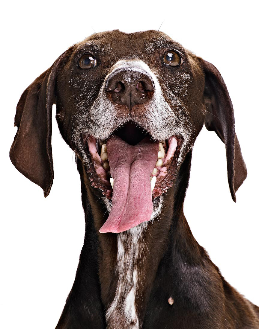 Dog portrait photography by Vancouver portrait photographer Waldy Martens